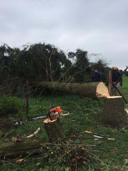 Abattage arbre dangereux