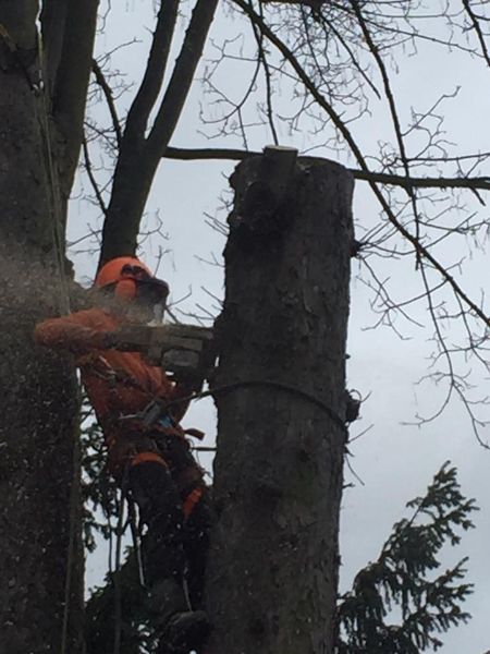 Abattage arbre dangereux